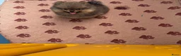 Pomeranian dogs for sale: KC Registered Pomeranian Puppies - Advert 2
