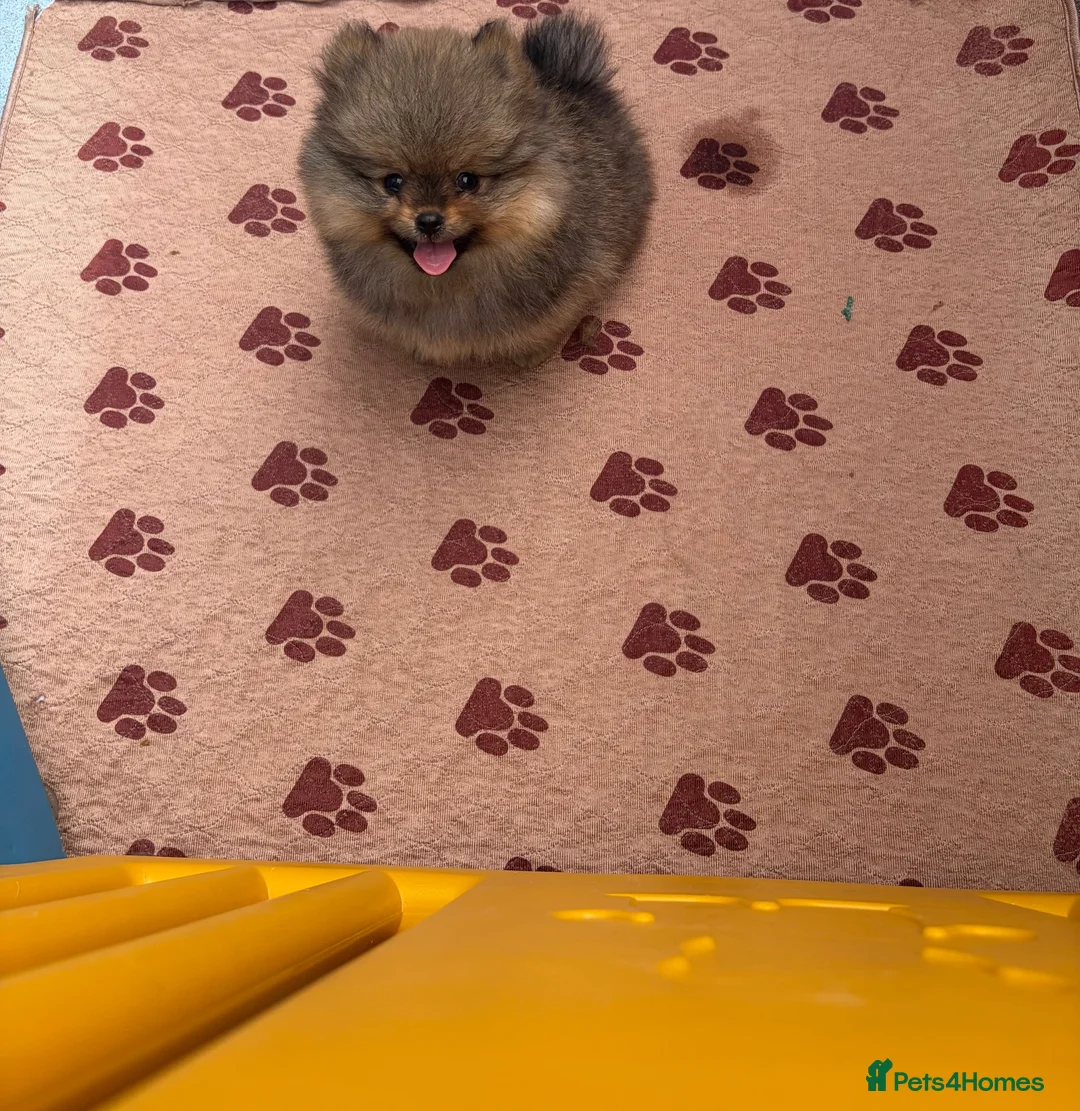 Pomeranian dogs for sale: KC Registered Pomeranian Puppies - Advert 2