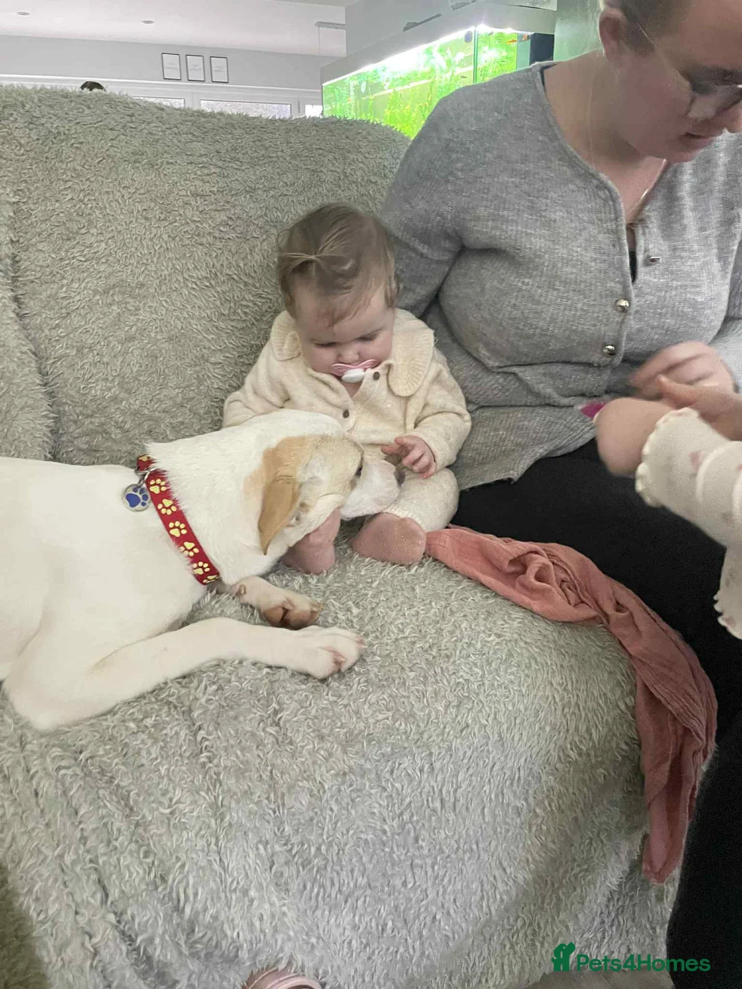 Mixed Breed dogs for adoption: Miss Archer is looking for her forever home  - Advert 6