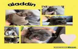 French Bulldog dogs for sale: 2 beautiful litters of French bulldog puppies - Image 5