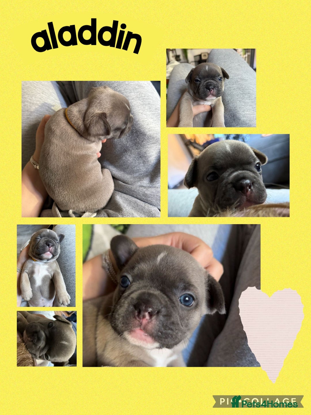 French Bulldog dogs for sale: 2 beautiful litters of French bulldog puppies - Image 5
