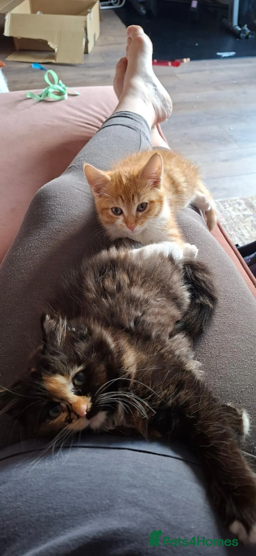 Mixed Breed cats for sale: 2 kittens mix breed - Advert 4