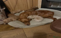 Cockapoo dogs for sale: Cockerpoo puppies - Image 7