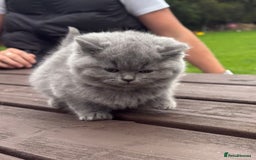 British Shorthair cats for sale: 2 left ready for new home this Saturday  - Advert 4