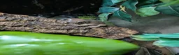 Frog reptiles for sale: White tree frogs  in Dover - Advert 3