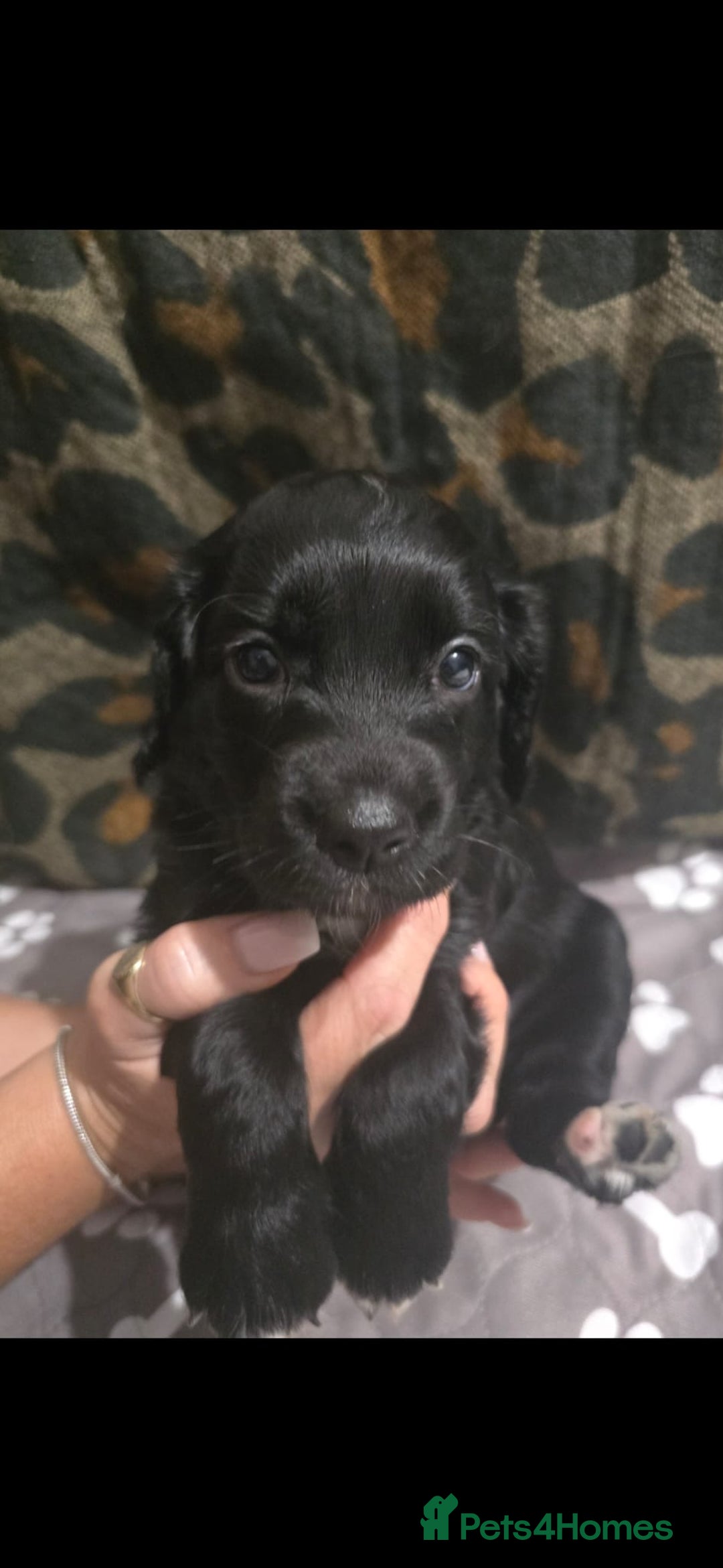 Sprocker dogs for sale: 3 Beautiful Female Sprocker puppies - Image 12