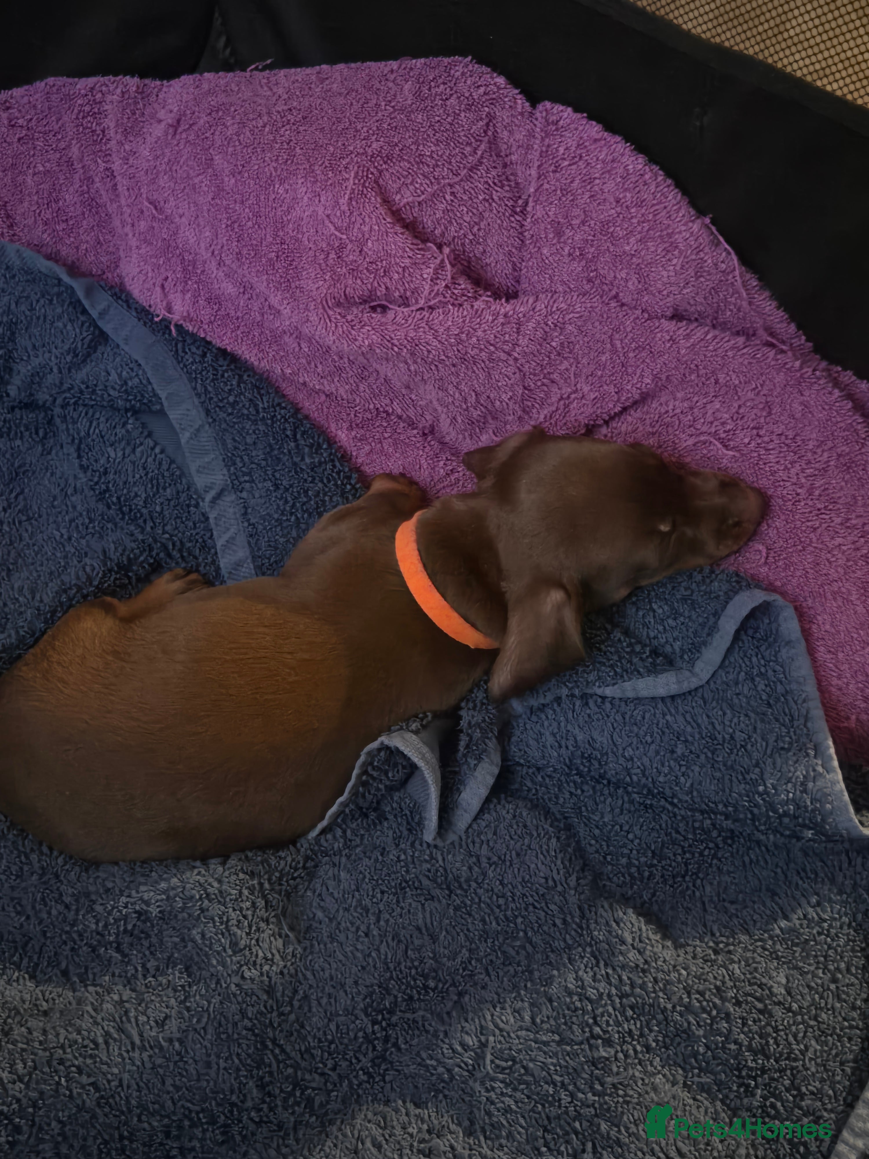 Miniature Dachshund dogs Miniature Dachshand girls  - Advert 13