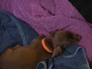 Miniature Dachshund dogs Miniature Dachshand girls - Advert 13