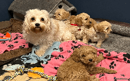 Cavapoochon dogs for sale: Cavapoochon puppies ready for new forever home💕 - Advert 20