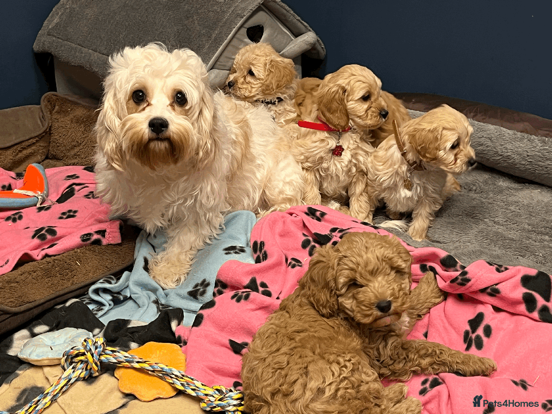 Cavapoochon dogs for sale: Cavapoochon puppies ready for new forever home💕 - Advert 20