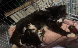 Mixed Breed cats for sale: Male kitten ( ready to go ) - Image 4