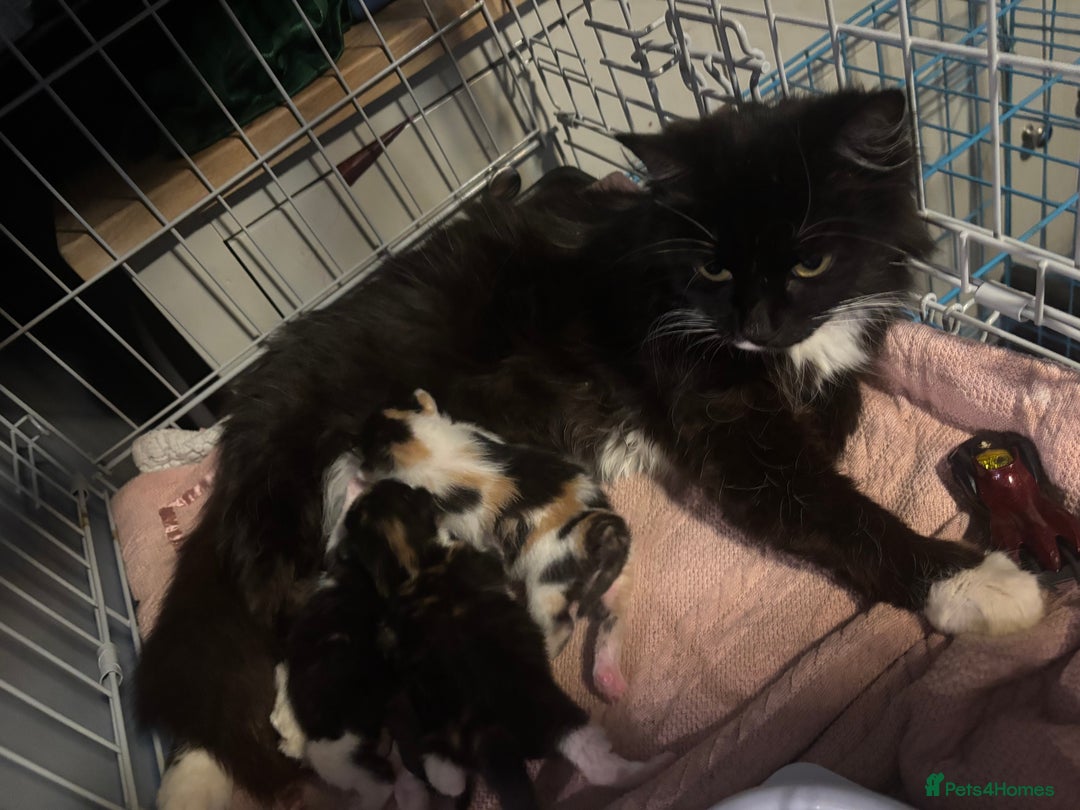 Mixed Breed cats for sale: Male kitten ( ready to go ) - Image 4
