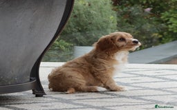 Cavapoo dogs for sale: F1 Cavapoo puppies for sale - Image 11