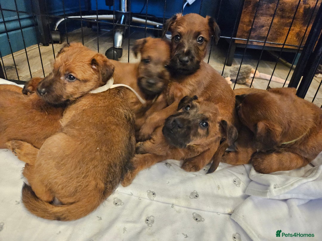 Irish Terrier dogs for sale: Beautiful Champion Lines KC Irish Terrier Puppies - Advert 24