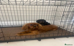 Cavapoo dogs for sale: Cavapoo puppy - Image 6