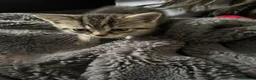 Mixed Breed cats for sale: Bengal cross kittens  - Advert 8