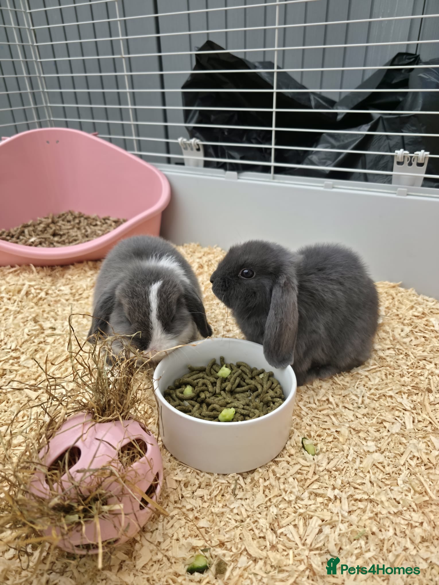 Mini Lop rabbits Mini Lops Girls 🎀 - Advert 1