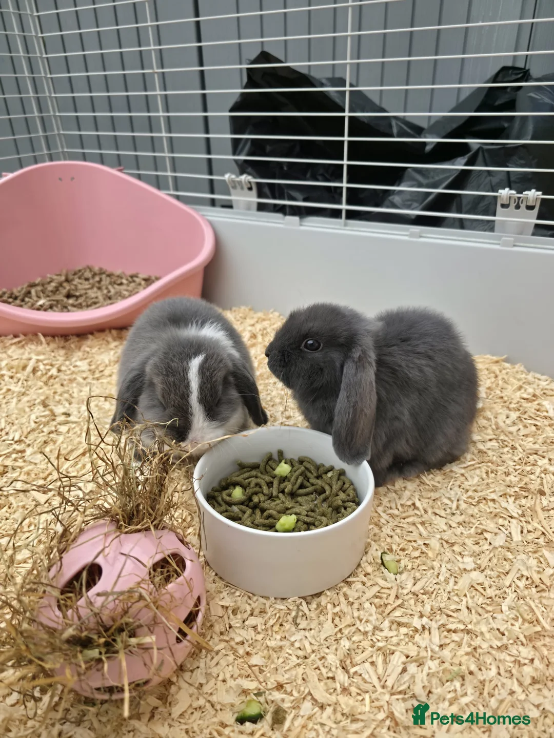 Mini Lop rabbits for sale: Mini Lops Girls 🎀 in Holt - Advert 1