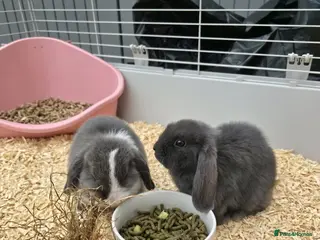 Mini Lop rabbits Mini Lops Girls 🎀 - Advert 1