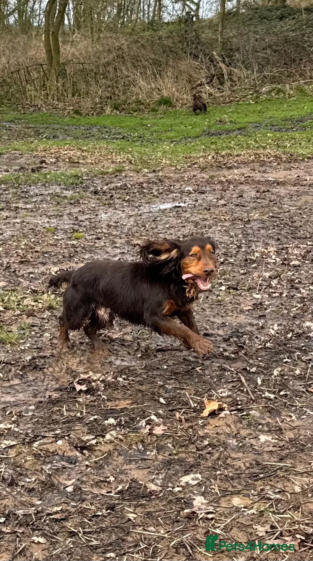 Cocker Spaniel dogs for stud: Stunning Chocolate & Tan Cocker Proven Stud in Burton-on-Trent - Advert 5