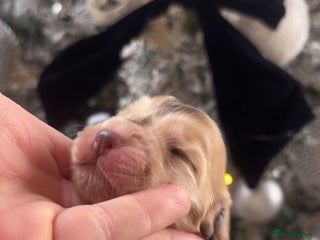 Cocker Spaniel dogs 100% sable show cockers - Advert 1