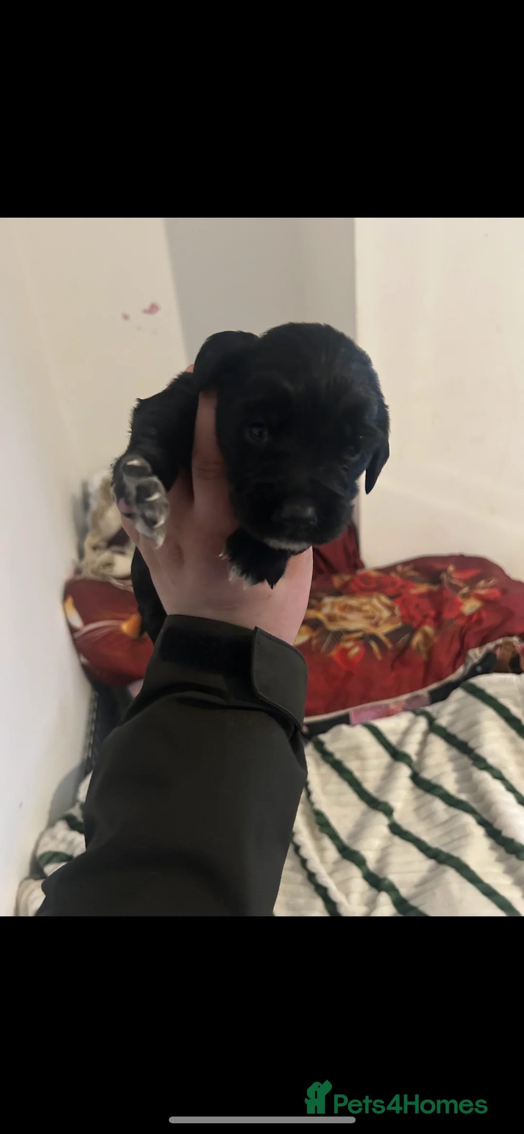 Cocker Spaniel dogs for sale: Cocker spaniel puppies  in Bishop Auckland - Advert 7