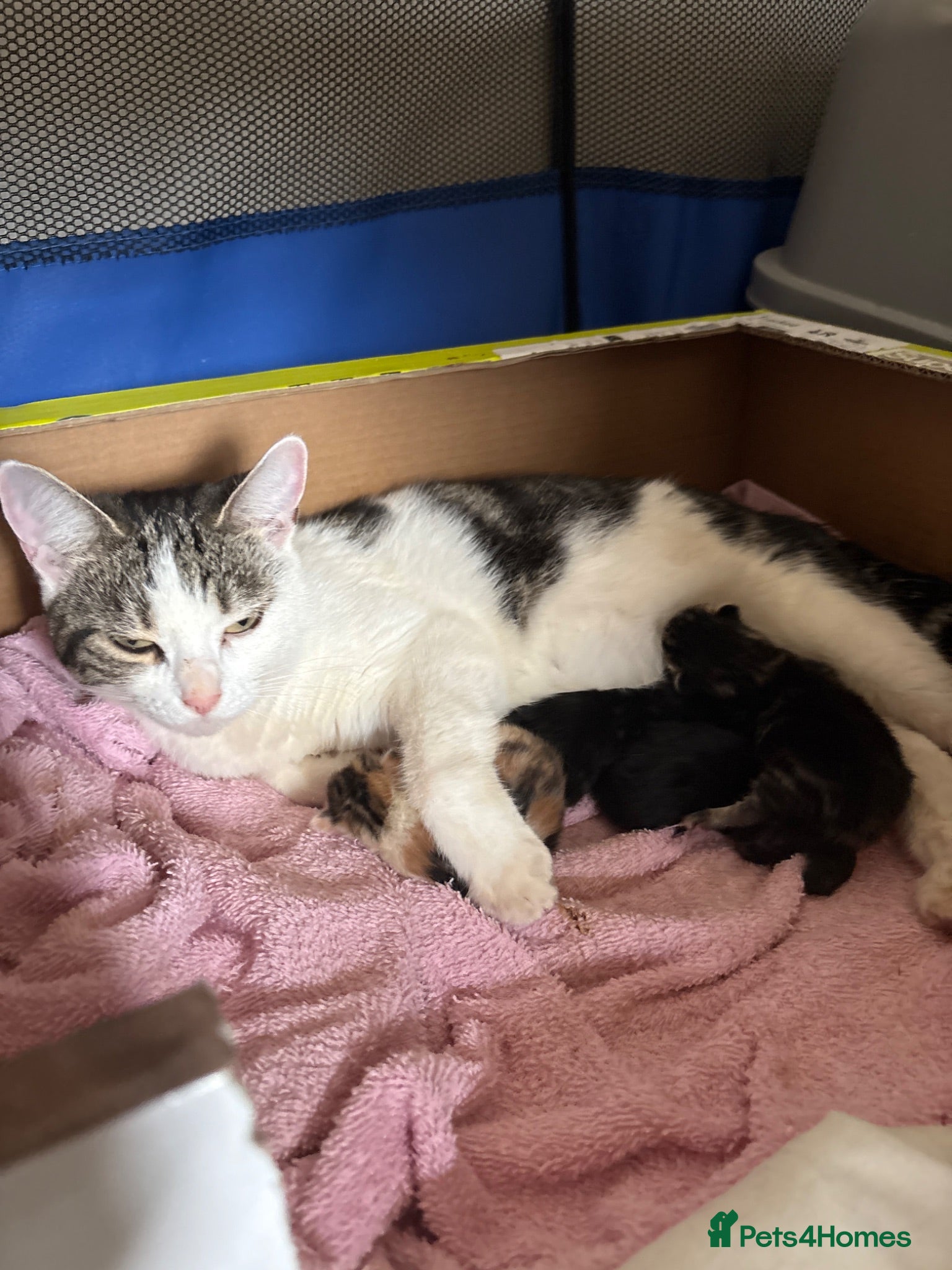 Mixed Breed cats Mixed breed kittens  - Advert 1