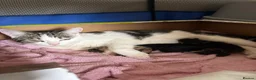 Mixed Breed cats for sale: Mixed breed kittens  - Advert 1