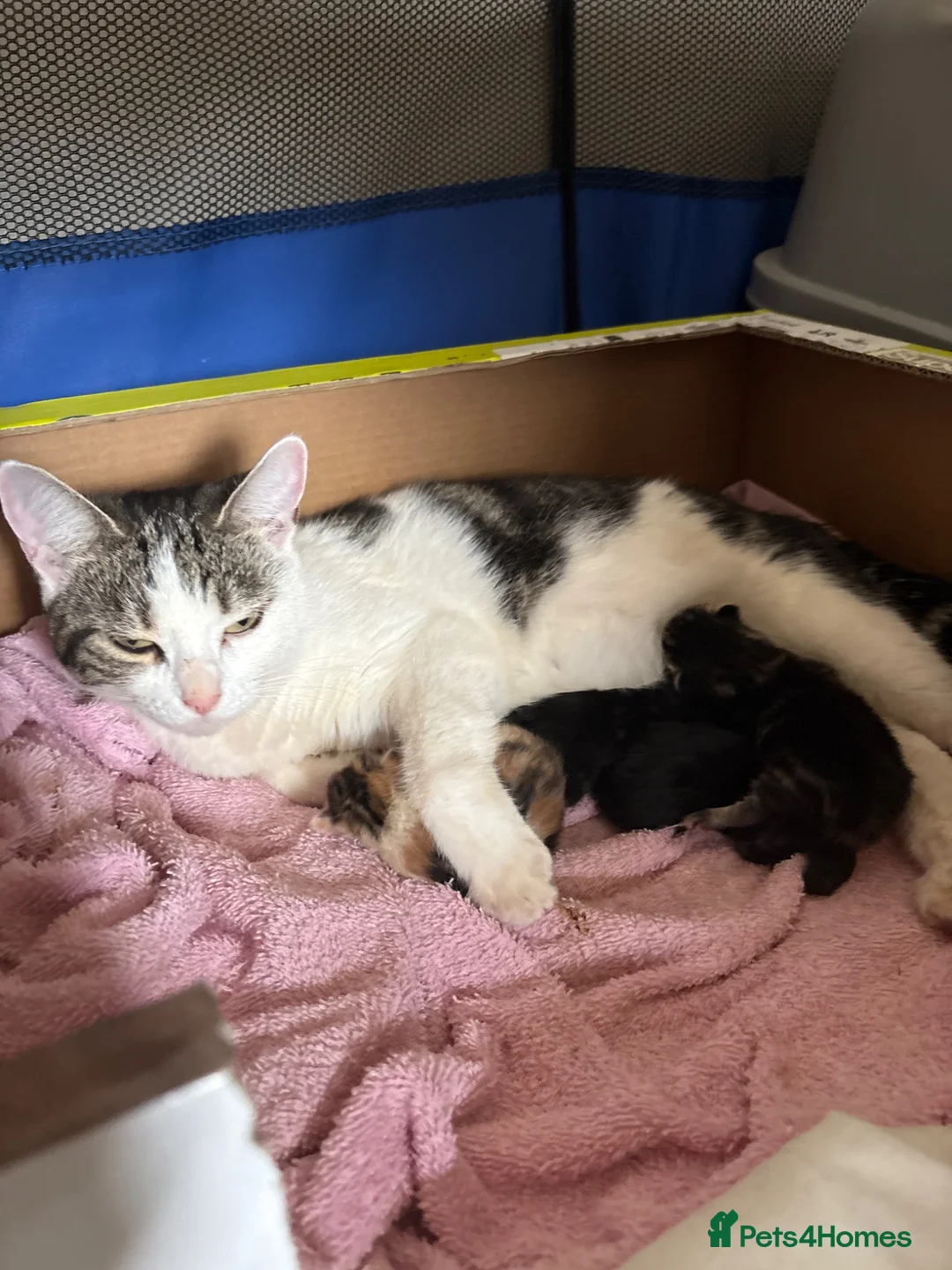 Mixed Breed cats for sale: Mixed breed kittens  - Advert 1