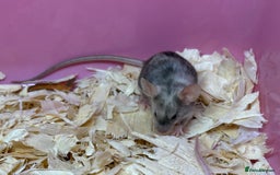 Mouse rodents for sale: Female baby mice ready now  - Image 24