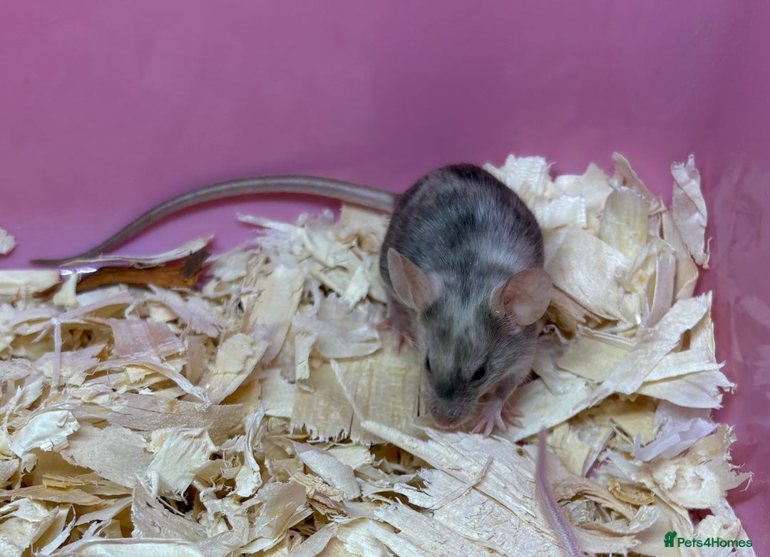 Mouse rodents for sale: Female baby mice ready now  - Image 24