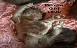 British Shorthair cats for sale: Cat with 6 kittens  - Image 8