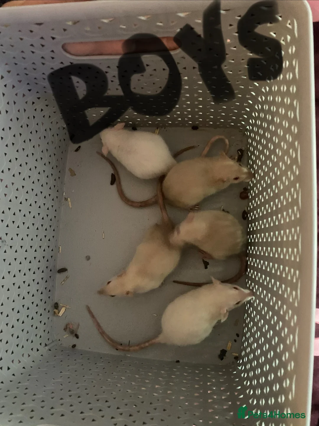 Rat rodents for sale: Dumbo rats  - Advert 1