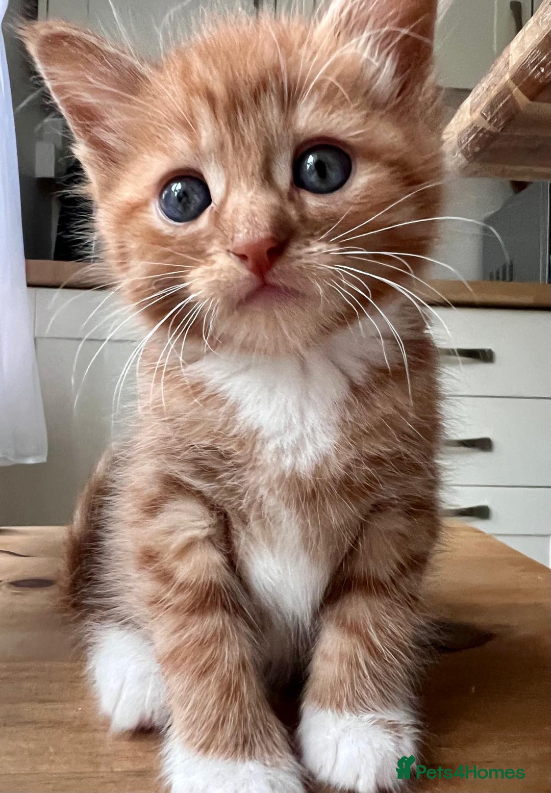 Mixed Breed cats for sale: 7 Beautiful Kittens 2 girls and 5 boys  - Image 9