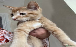 Bengal cats for sale: Cat no longer wanted  - Image 1