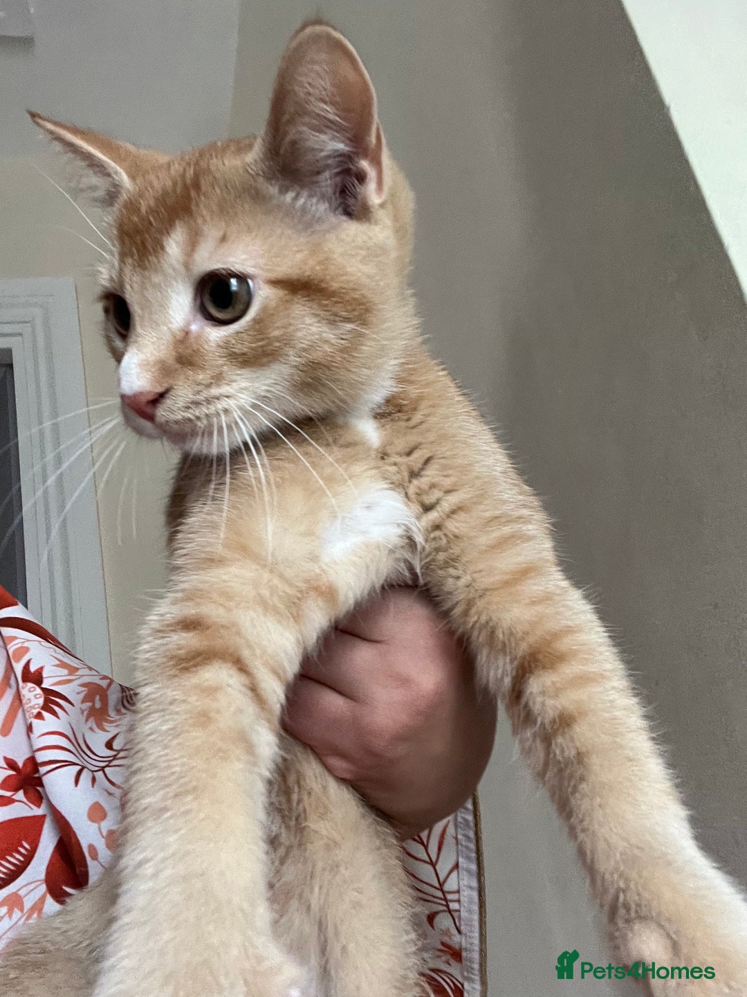 Bengal cats for sale: Cat no longer wanted  - Image 1