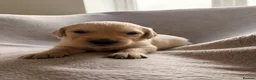 Golden Retriever dogs for sale: Golden Retriever Puppies in Carmarthen - Advert 4
