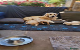 Golden Retriever dogs for sale: Gentle and loving Golden Retriever puppiess  - Image 2