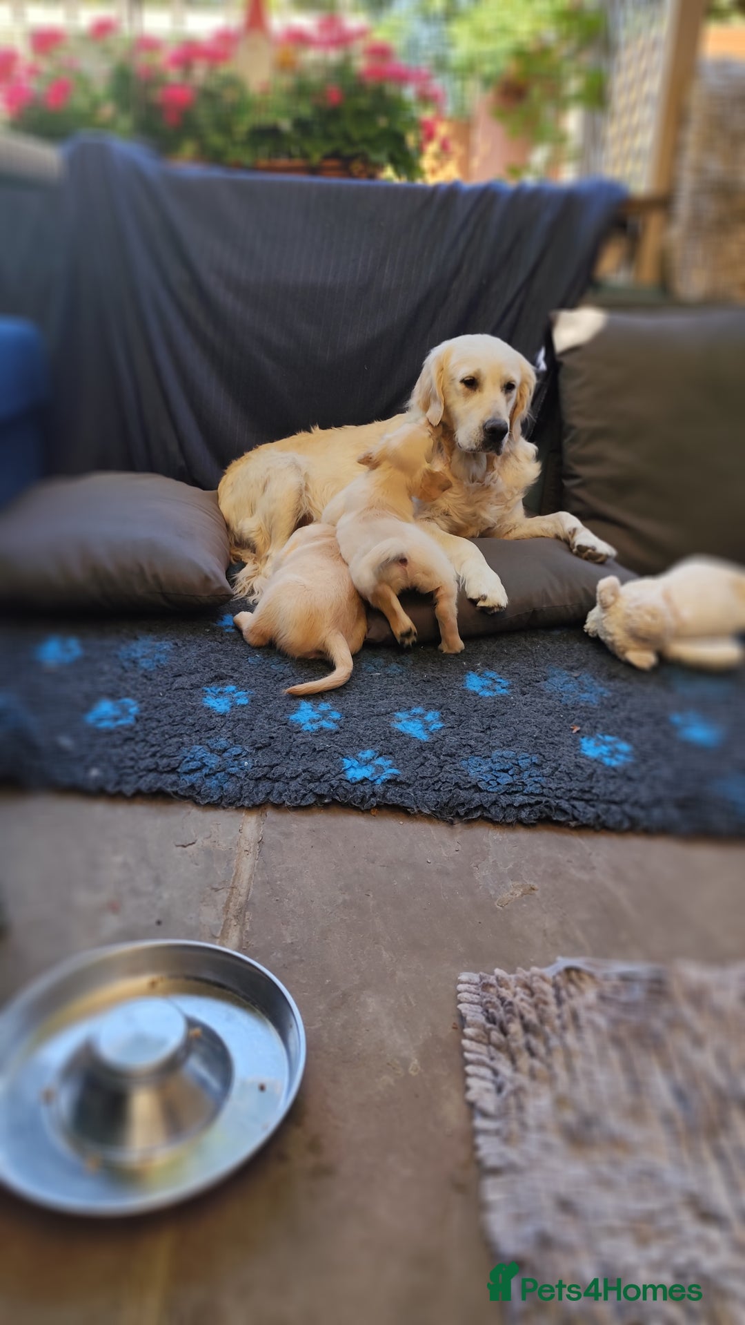 Golden Retriever dogs for sale: Gentle and loving Golden Retriever puppiess  - Image 2