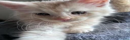 Maine Coon cats for sale: ✨ Maine Coon Kittens – Ready Now💥 in Leeds - Advert 13
