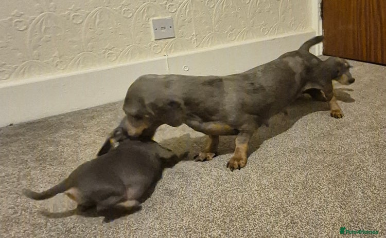Dachshund dogs - Advert 8
