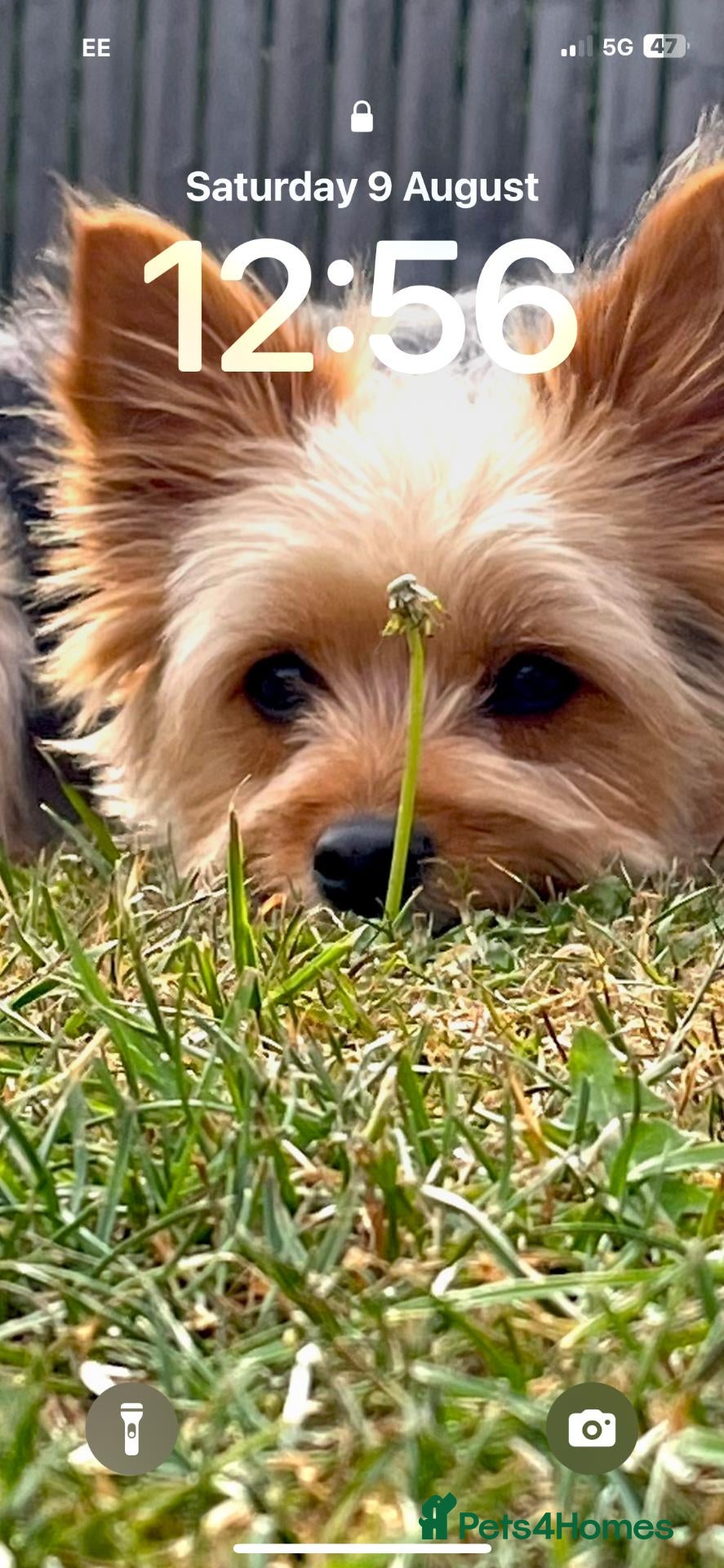 Yorkshire Terrier dogs Yorkie Pup 8 months old - Advert 1