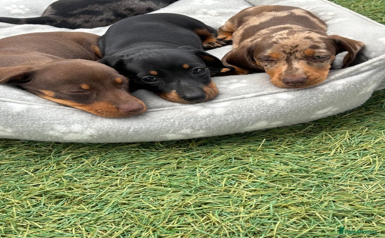 Dachshund dogs - Advert 4