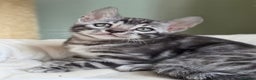 Bengal cats for sale: 8 month old silver charcoal bengal for sale  - Advert 5