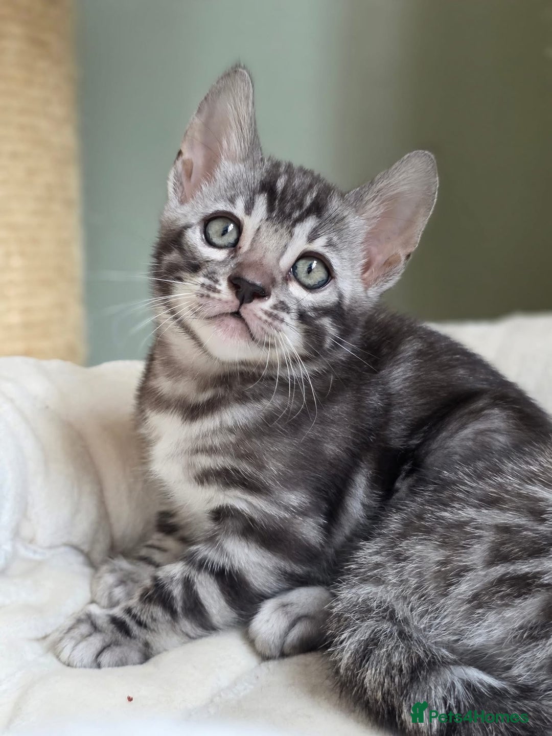 Bengal cats for sale: 8 month old silver charcoal bengal for sale  - Advert 5