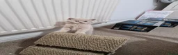 British Shorthair cats for sale: British Shorthair Kittens  - Advert 12
