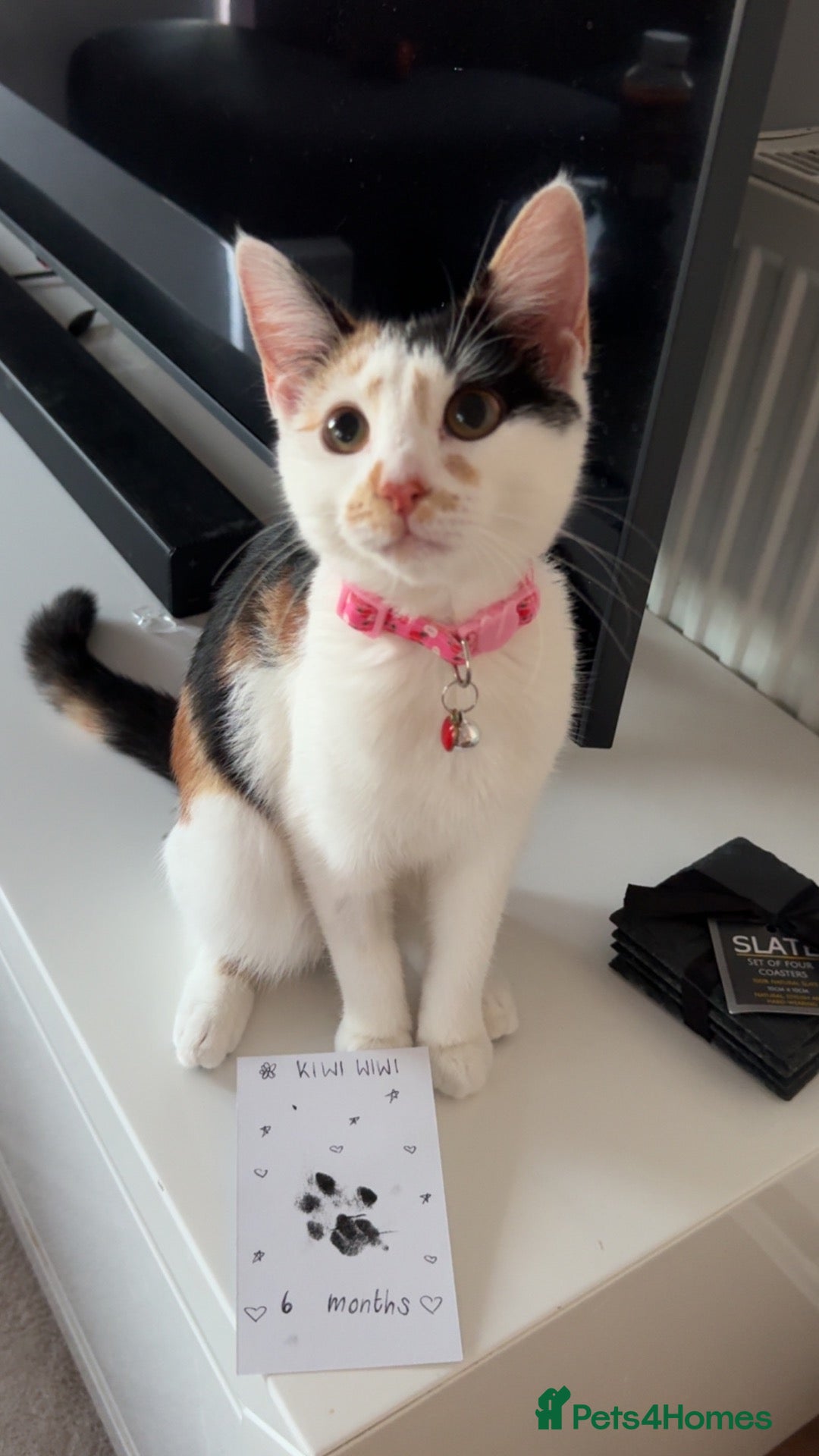 Khao Manee cats 6 Month Old Calico Kitten - Advert 1