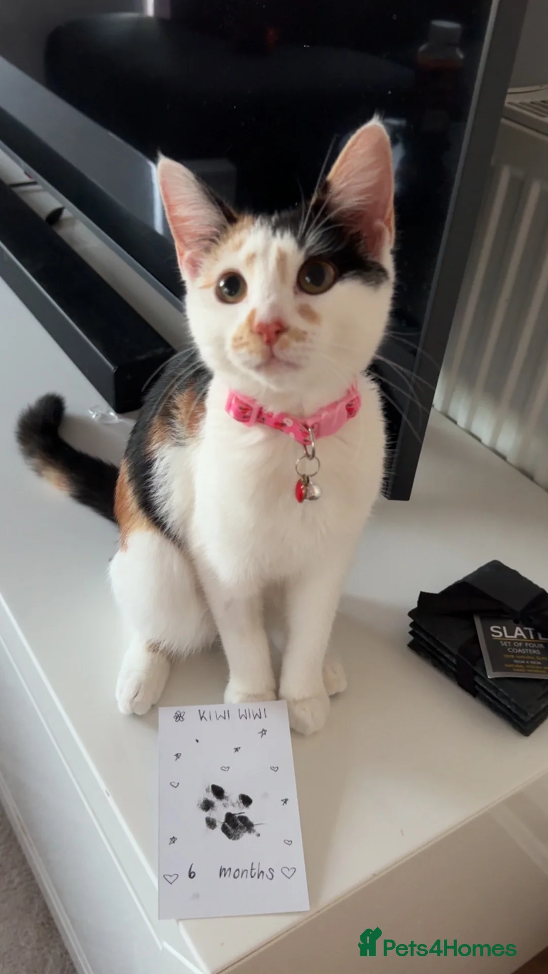 Khao Manee cats for sale: 6 Month Old Calico Kitten - Advert 1