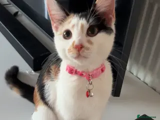 Khao Manee cats 6 Month Old Calico Kitten - Advert 1