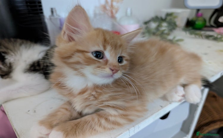 Mixed Breed cats - Advert 14